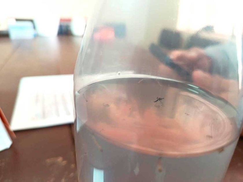 Sedes activa plan ante primer caso de chikungunya y presencia del vector