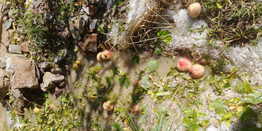 Fuerte granizada causa pérdidas en cultivos y pone en emergencia a comunidades de Cotagaita