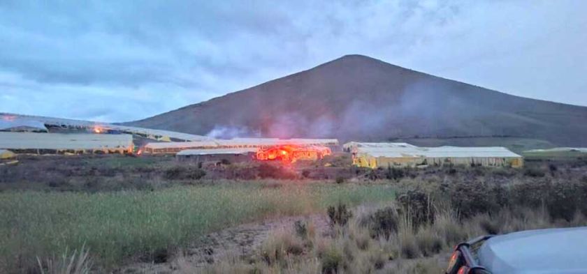 Hallan megacultivos de marihuana en carpas  en el norte de Potosí