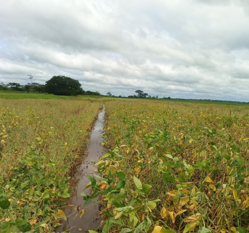 Anapo prevé menor producción de soya por lluvias