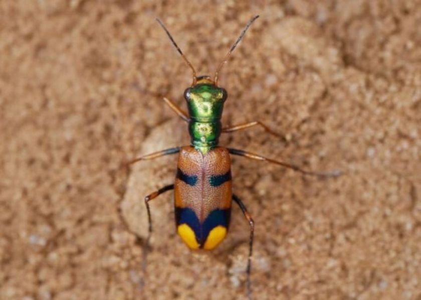 Escarabajo boliviano llega a la final y requiere votos para ganar el certamen global