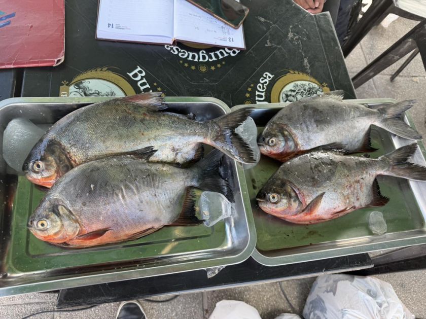 Importaciones de pescado reducen a $us 9 millones en Bolivia en 2025