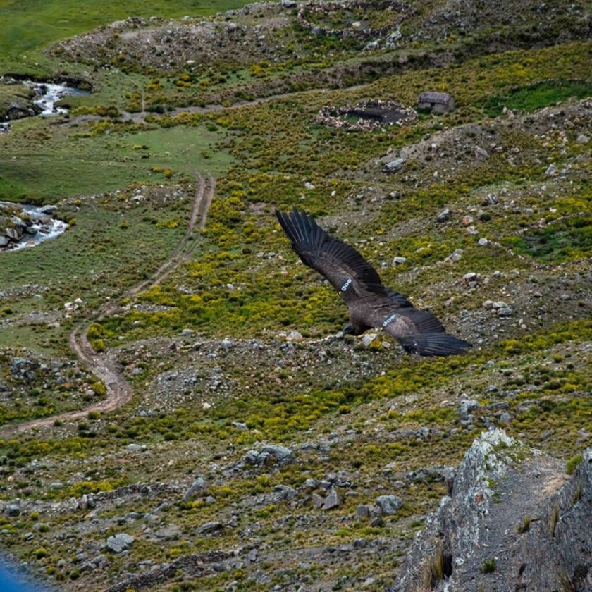 Liberan en Palca a condor hembra denominado «Anticucha-Katupaya»