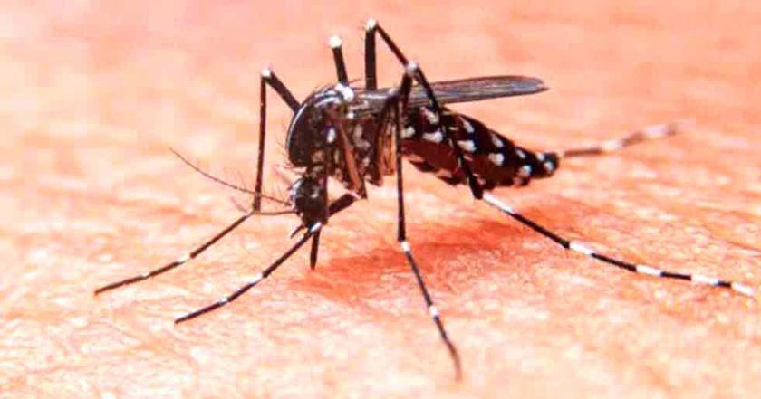 Sedes se mantiene en alerta ante casos de chikungunya