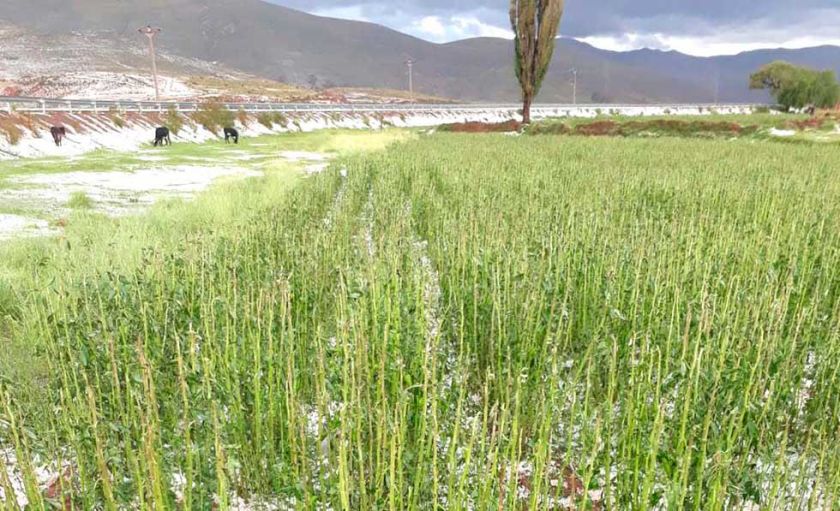 Granizada destruye gran parte de la producción agrícola de Ckara Ckara