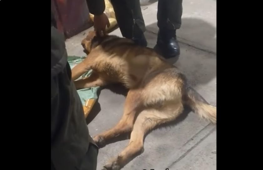 Pofoma busca identificar a dueños de perros que cayeron de un puente en El Alto