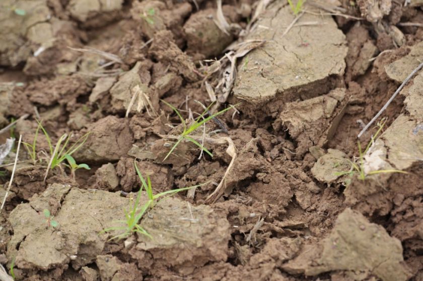 Una de cada cinco especies del suelo está en riesgo de extinción, según un informe de Conservación Internacional