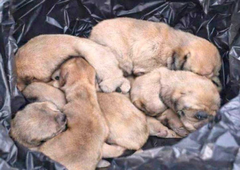 Fiscalía avanza en investigación por presunto maltrato a ocho cachorros 