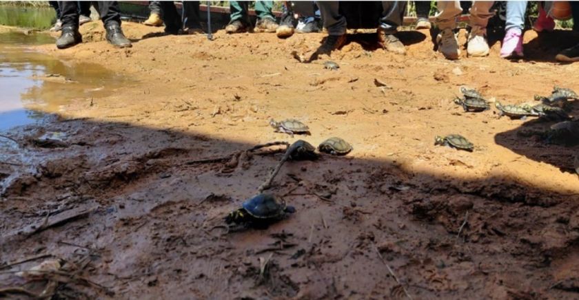 Reserva informa que plan de repoblamiento de tortugas en el río Manuripi fue un éxito