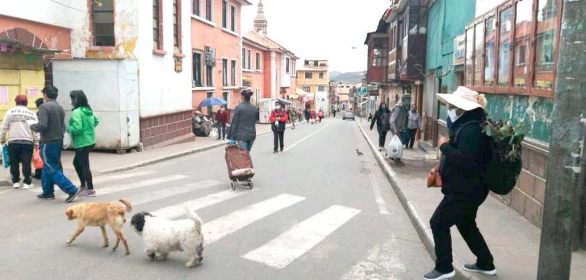 Denuncian que jauría de perros ataca al ganado en Karachipampa