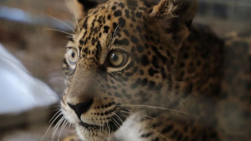 Senda Verde pide a las movilizaciones que dejen pasar la ayuda alimentaria para los animales de la reserva
