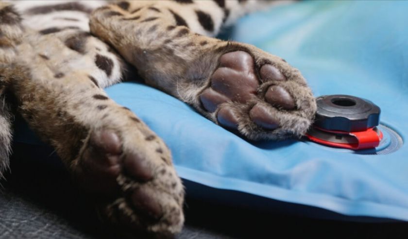 Reserva Senda Verde informó que Shiva permanece atrapada en los Yungas