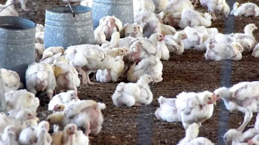 En Cochabamba perecen más de 100 mil pollos por bloqueos