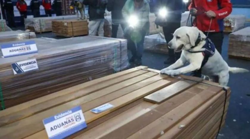 Chile incauta más de 100 toneladas de droga impregnada en madera proveniente de Bolivia