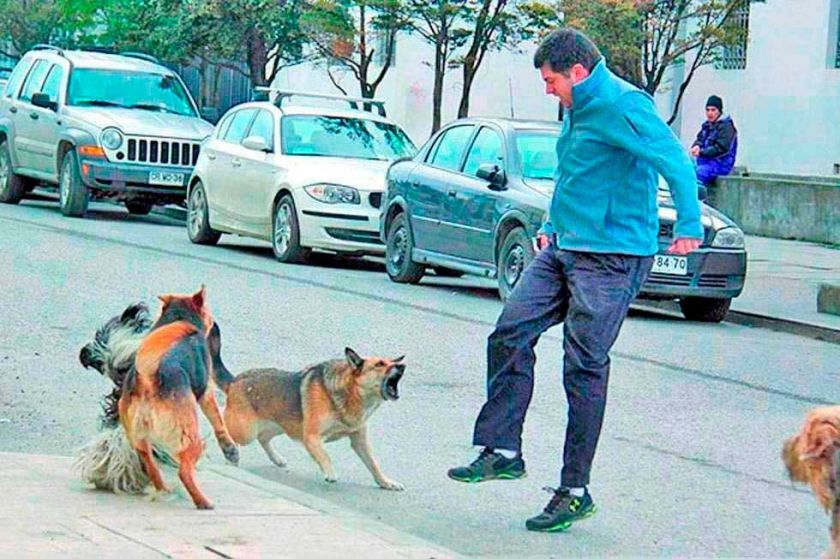 Sedes-Potosí reporta 27 personas mordidas por perros en la semana 22