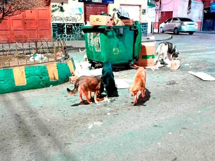 Sancionarán a los dueños que abandonen a sus perros