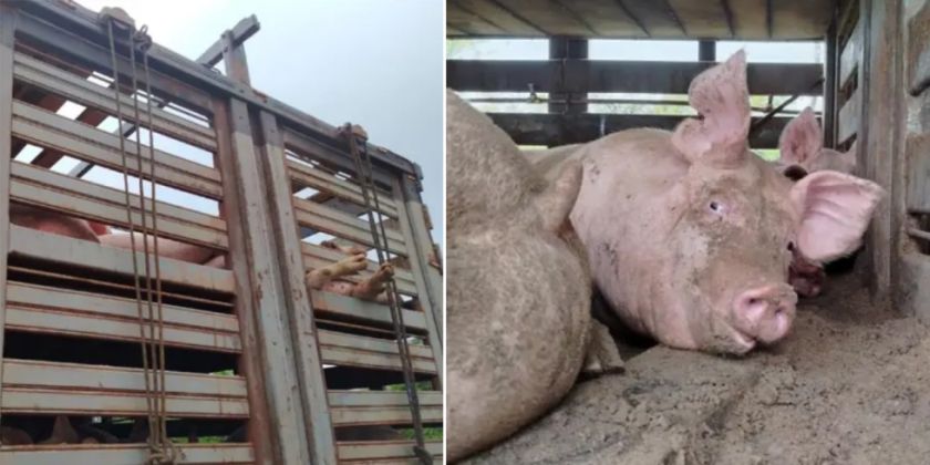 Transportistas temen por la perdida de un centenar de cerdos debido a los bloqueos
