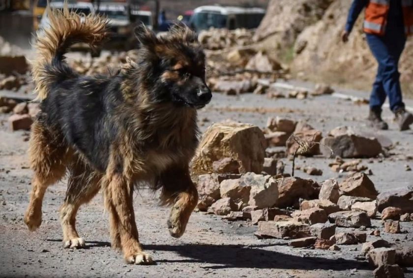 Policía de Cochabamba adopta a Rex, el can que acompañó los operativos de desbloqueo