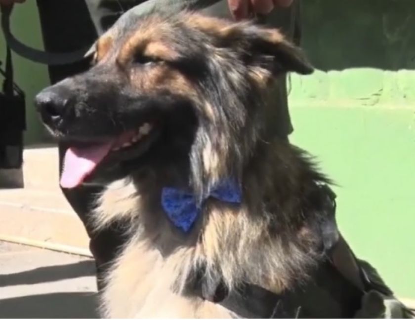 El can Rex es incorporado oficialmente a la Policía con el grado de subteniente