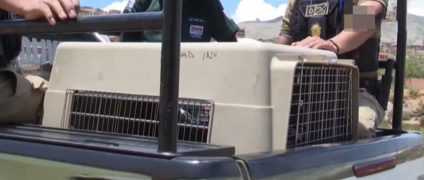 Cochabamba: Mujer fallece tras ataque dos perros pitbull