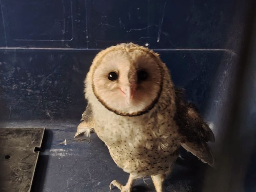 Pofoma rescata una lechuza silvestre herida en la ciudad de Potosí
