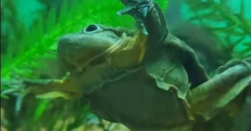 Dictan tres años de cárcel para tres personas por tráfico de ranas gigantes del lago Titicaca