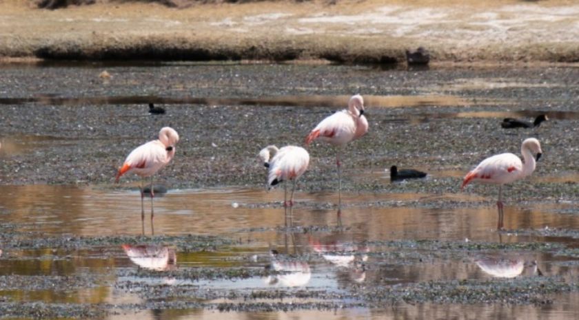 Nace Ciudad Roma, una nueva área protegida en Potosí que resguardará más de 65.000 hectáreas