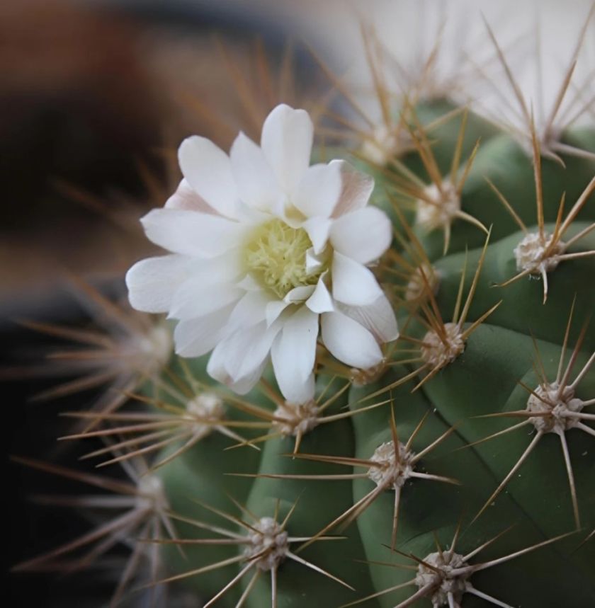 Santa Cruz: Encuentran en el Parque Kaa-Iya el cactus etiquetado extinto Gymnocalycium chacoense