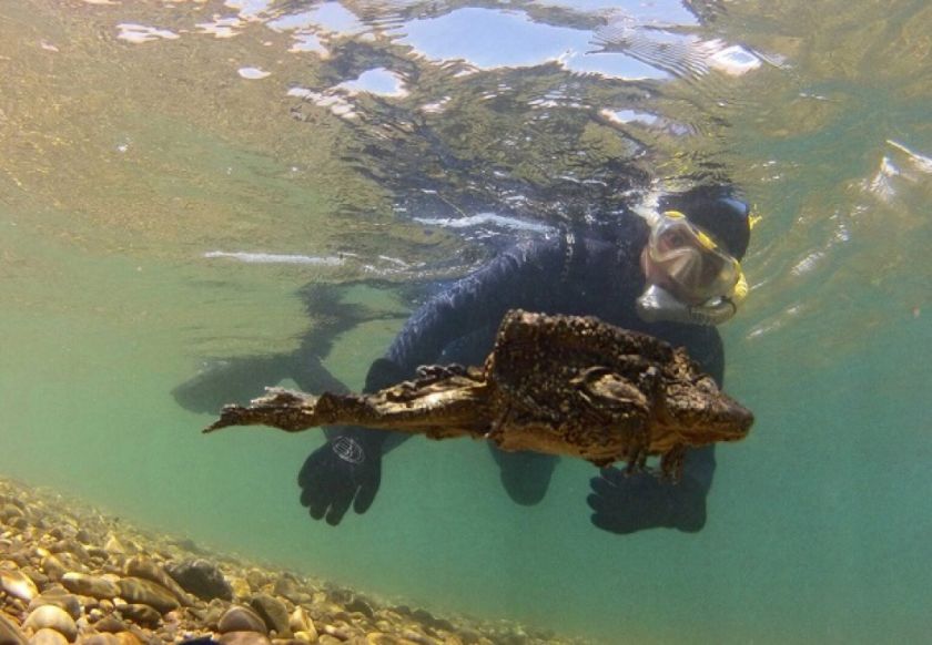 Clasifican a la rana gigante del Titicaca en peligro de extinción