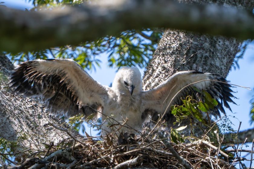 Nace un pichón de águila arpía en Bolivia 