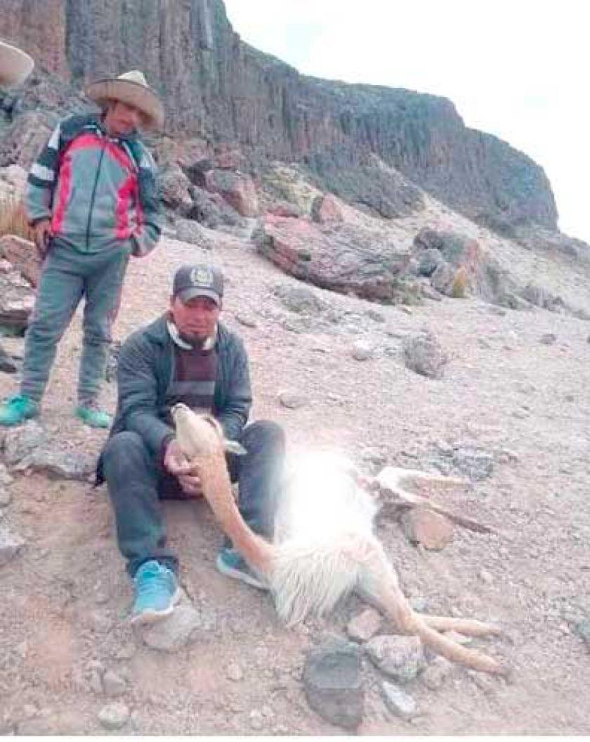 Detienen en la cárcel de Uyuni a dos jóvenes por caza de vicuñas