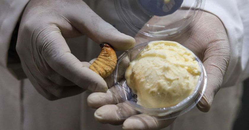 Universidad boliviana prueba harina de larvas de escarabajo para enriquecer alimentos