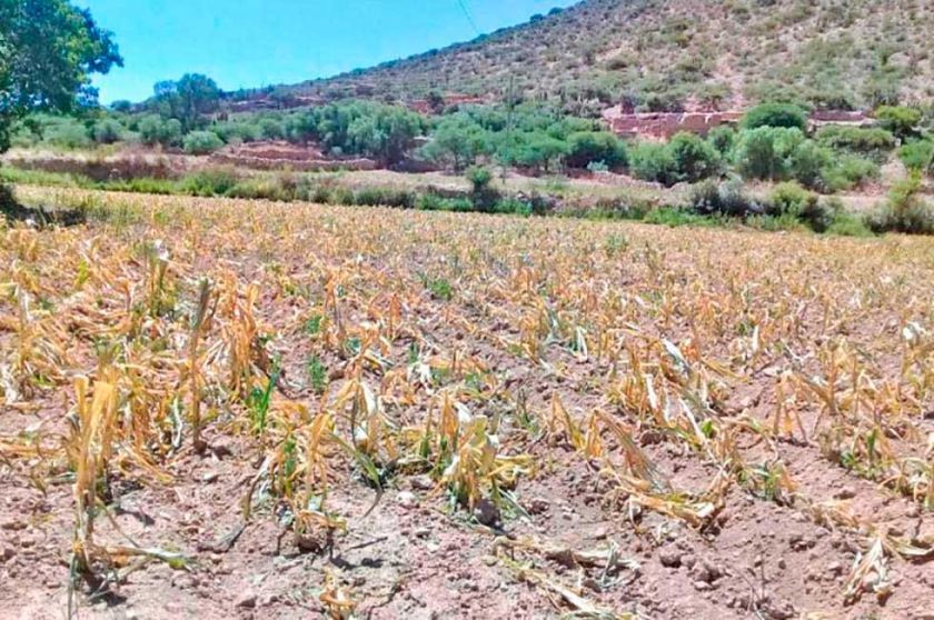 La producción agrícola de Vitichi en riesgo por escases de agua