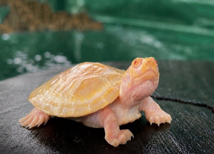 Nace la pequeña cría de tortuga albina en Manuripí