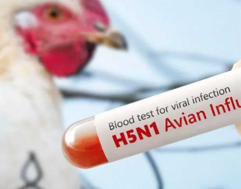 Gripe aviar en el Perú  pone en alerta a Bolivia