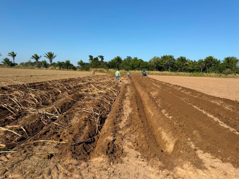 Iniaf inicia implementación de una nueva variedad de caña de azúcar en Santa Cruz