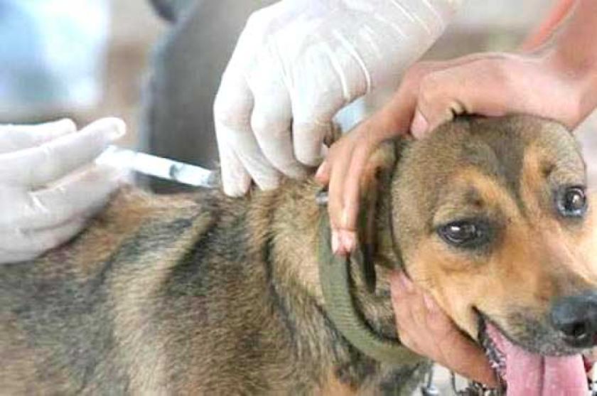 Zoonosis realiza más de 20 esterilizaciones diarias de canes