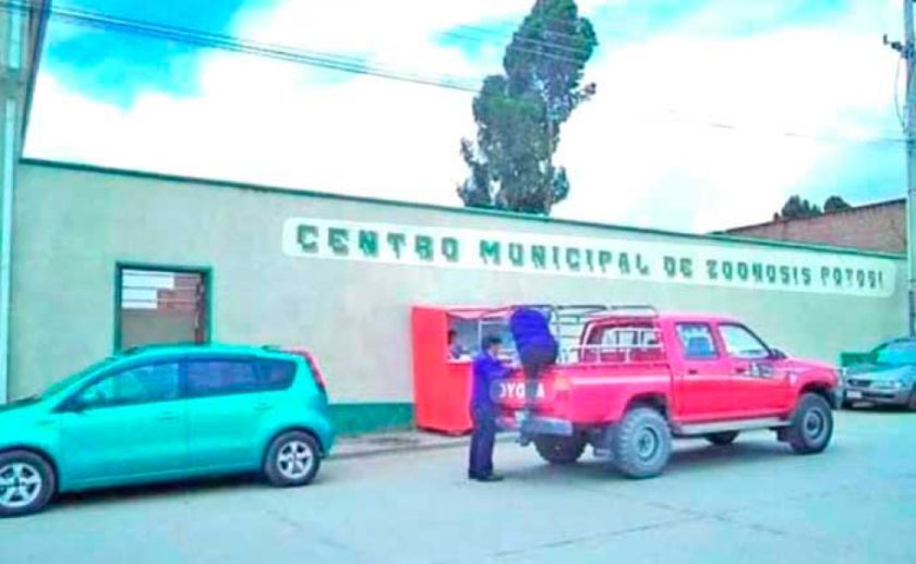 Zoonosis cumple esterilización de mascotas en la ciudad de Potosí