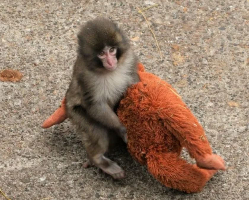 Punch, el macaco japonés que se viralizó por su peluche, celebra su primer cumpleaños