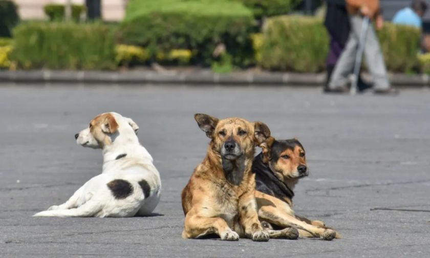 Hoy se recuerda el día mundial de ayuda al perrito callejero