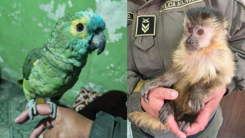 Pofoma rescata un loro silvestre y un mono capuchino en Potosí