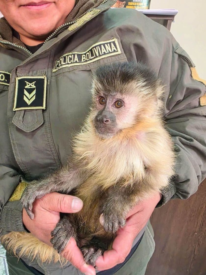 Pofoma pone bajo resguardo a un mono capuchino hallado en el Cerro Rico de Potosí
