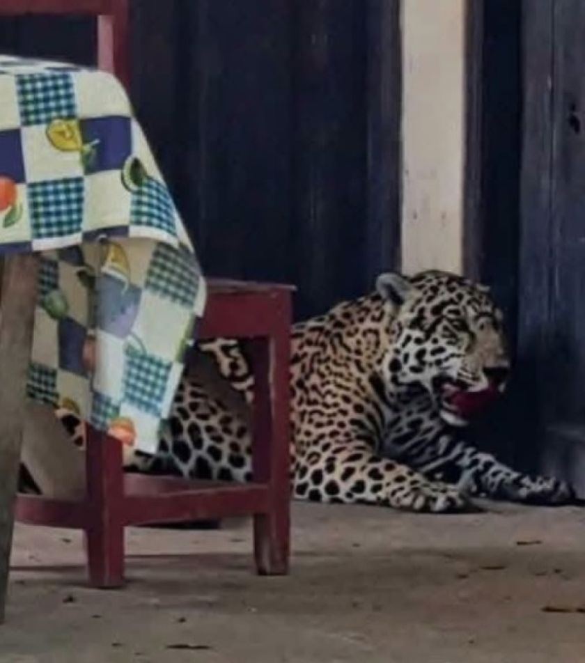 Beni: Reportan deceso de jaguar tras ingresar a una vivienda en Guayaramerín