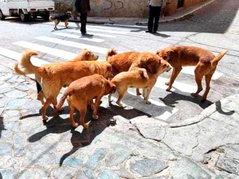 Sedes reporta que 1.118 personas fueron mordidas por perros a la fecha