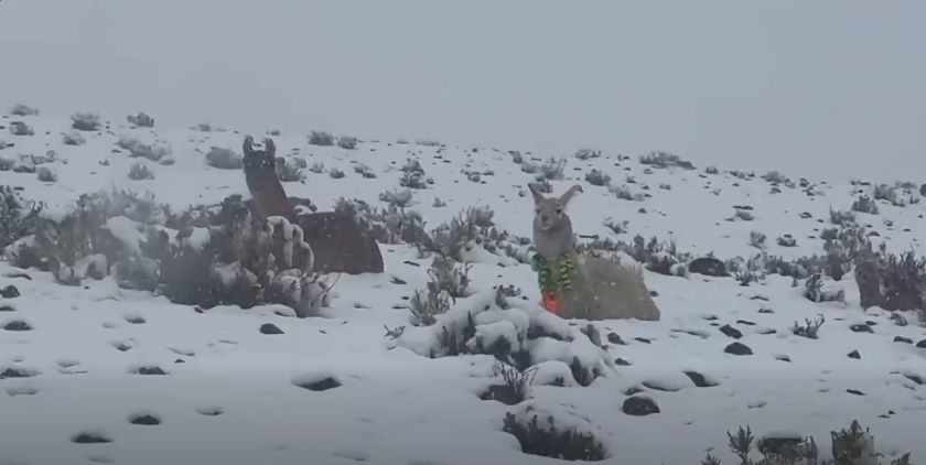 Reportan que nevadas alcanzaron hasta 30 cm de espesor y afectan al ganado