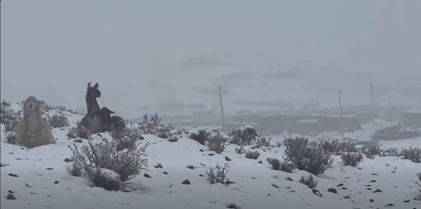 Potosí: Al menos 4.499 familias afectadas en 11 municipios por intensas nevadas