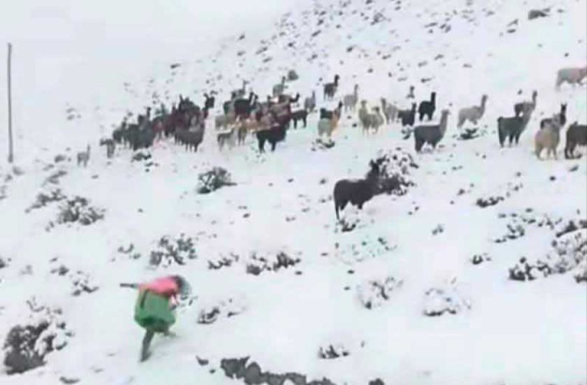 Nieve cerca al sudoeste y amenaza con provocar una masiva mortandad