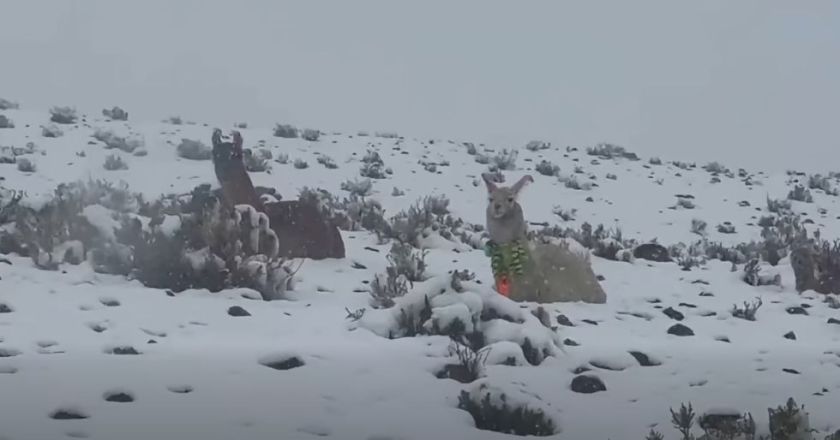 Reportan que nevadas alcanzaron hasta 30 cm de espesor y afectan al ganado
