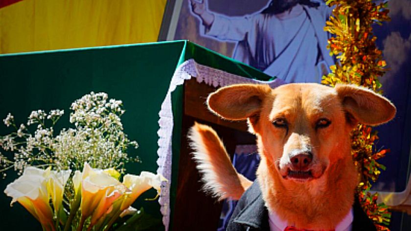 La Paz y El Alto celebran a las mascotas por San Roque