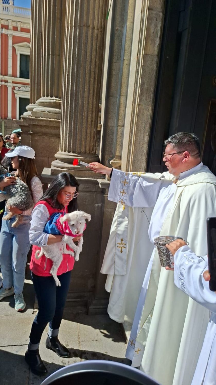 Mascotas reciben bendiciones por el día de San Roque en todo el país 